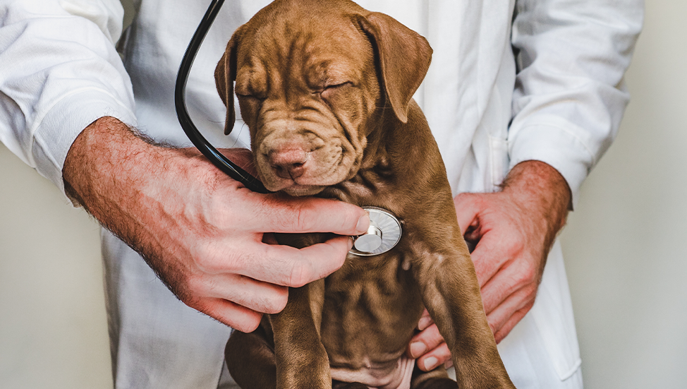 Ask Dr. Jenn: If my puppy "already had all his shots," do I still need to take him to the vet?